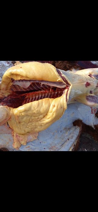 Жылкы лошадь сатамын