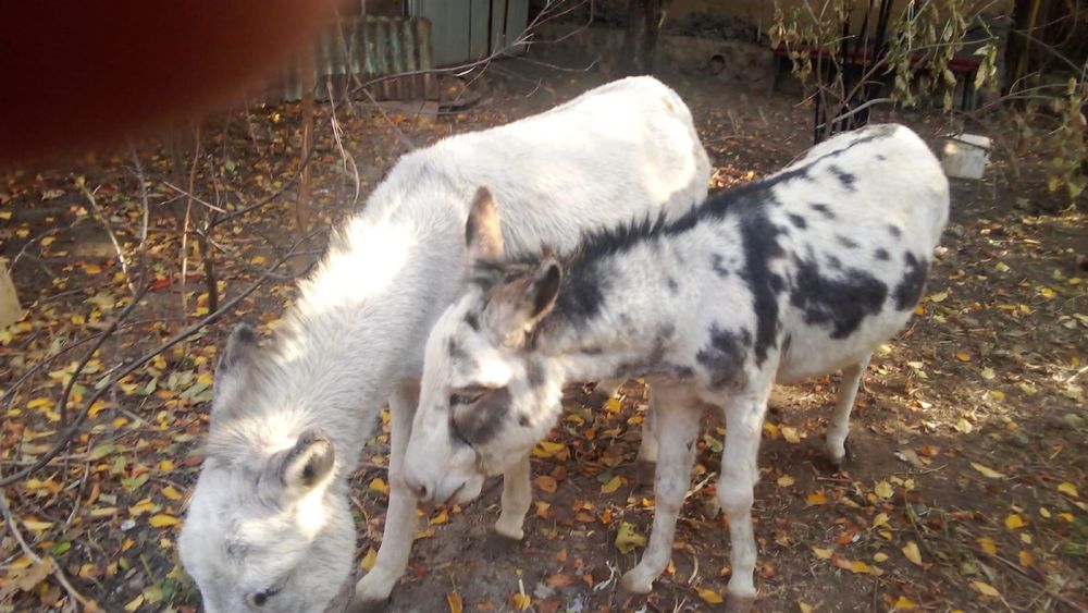 Срочно продаются Ишаки