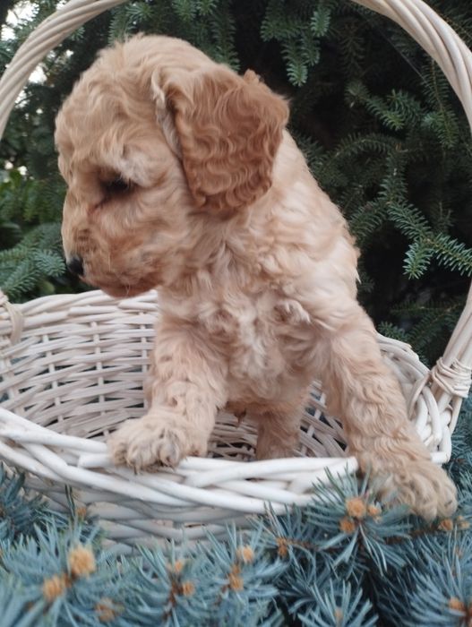 Той пудел Poodle toi