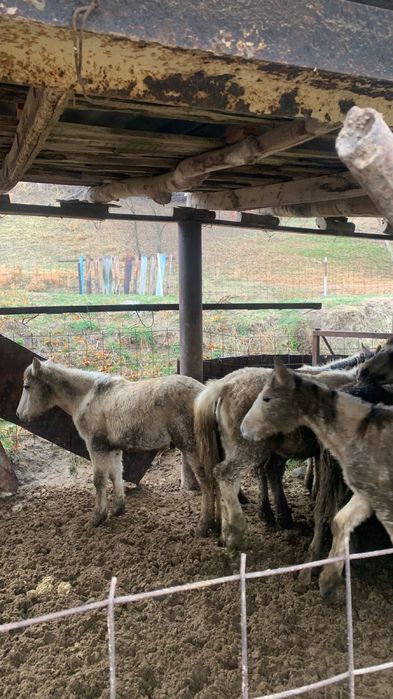 Жабагы тайлар сатылады