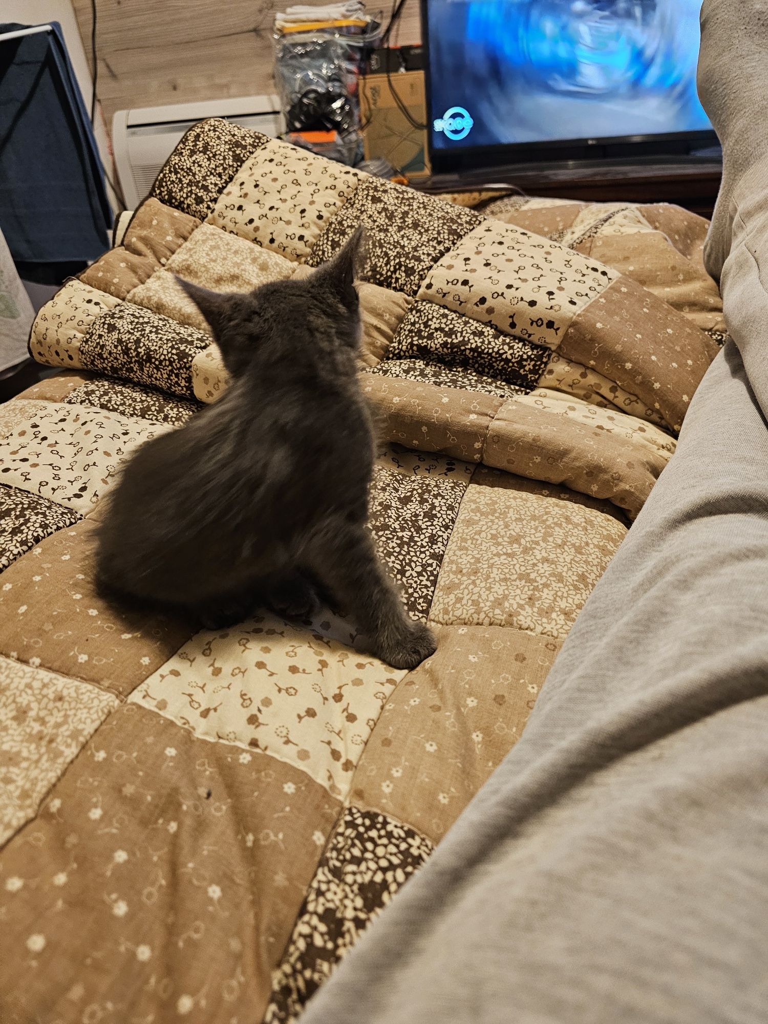Котенце. Сивичко за подарък .