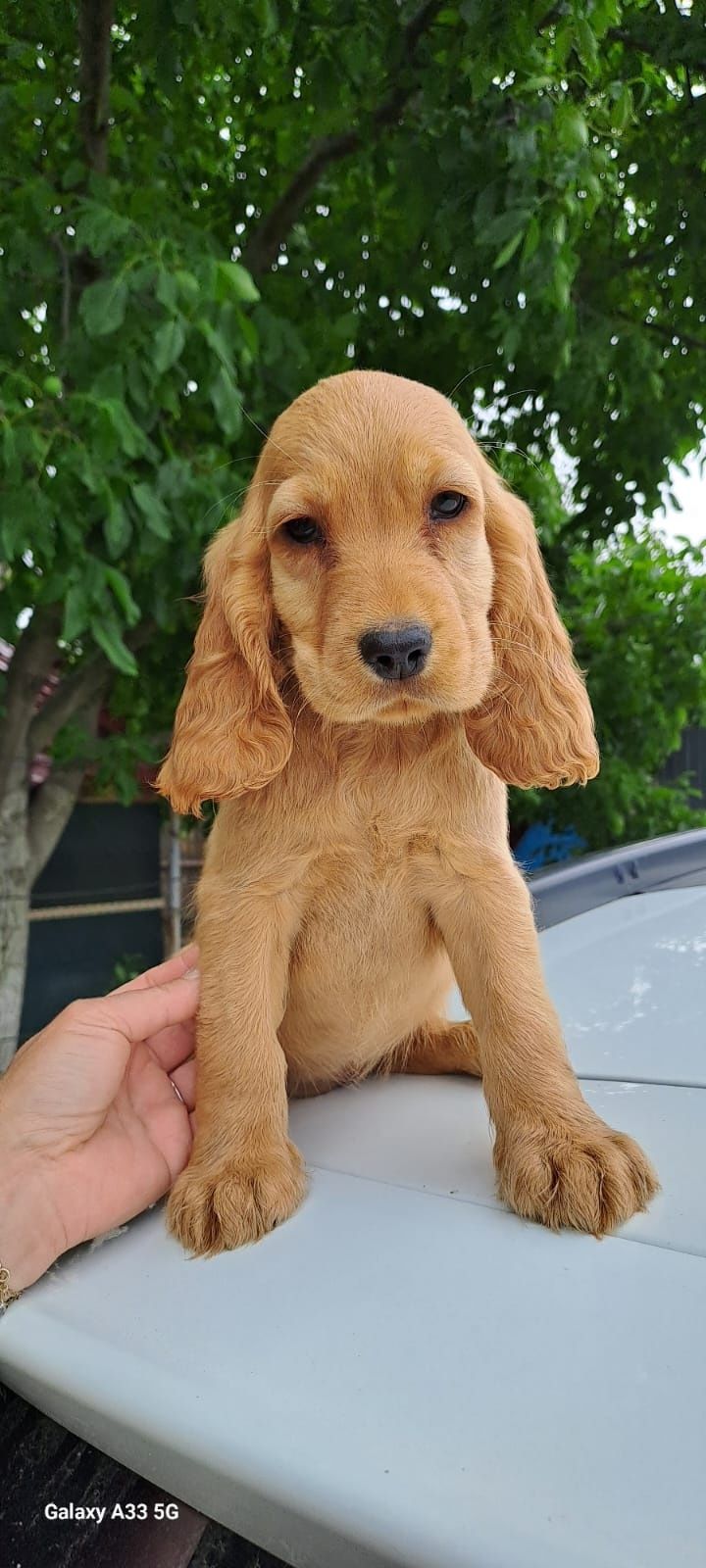 Puiuț cocker spaniel