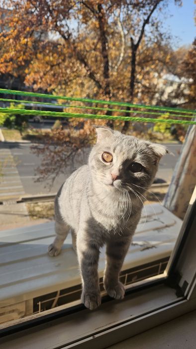 Skottish fold. Mushuk qiz bola 6 oylik. Sogʻlom 100%