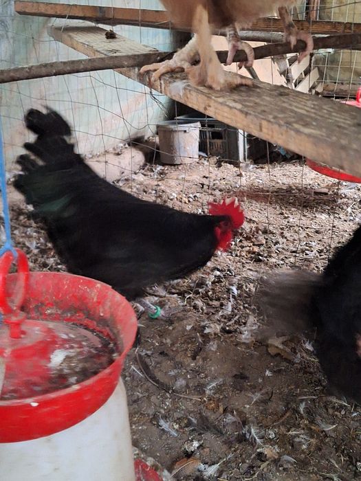 Cocosii araucana .marans.crem legbar. australorp