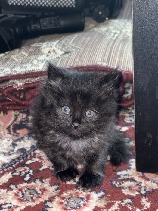 Котята (mushukchalar)