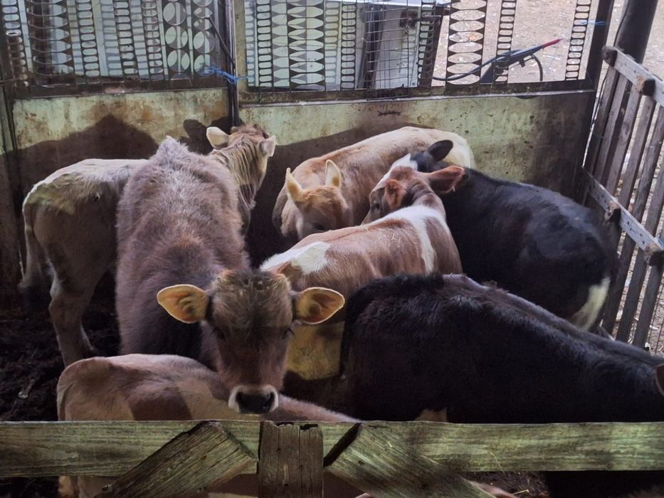 Vand vitei și vitele