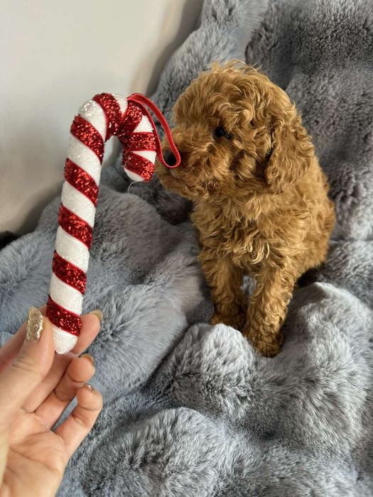 МИНИ Пудел момиче