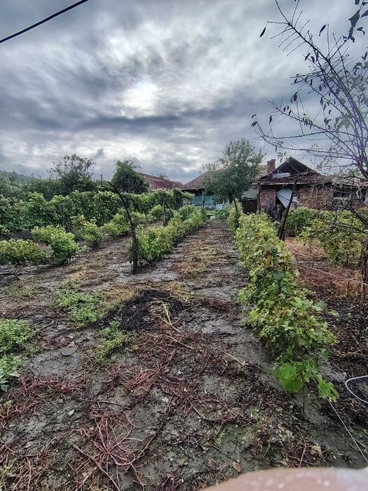 Vand casa  la tara