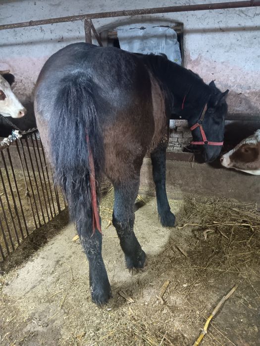 Minz de vinzare voarte cuminte