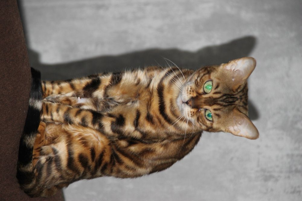 Бенгальская кошечка