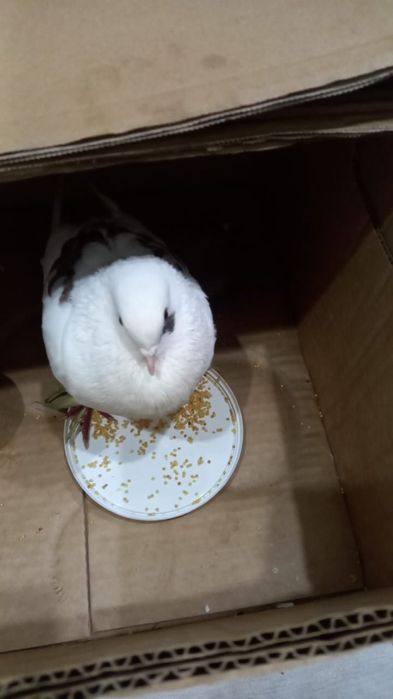 Продаются голубь