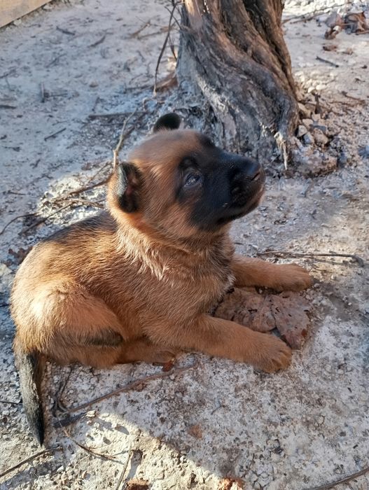 Белгийски овчарки