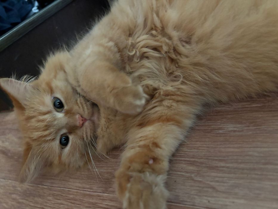 Отдам кота бесплатно
