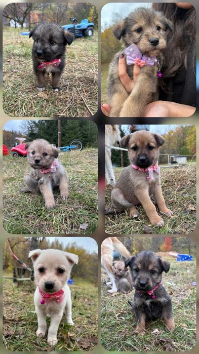 Donez cățelușe frumoase