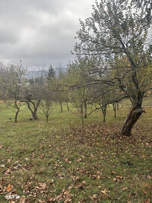 Cornu de Jos - teren intravilan 1800mp - 45 Euro/mp Neg.