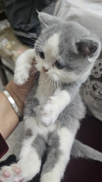 1.5 месячный страйт