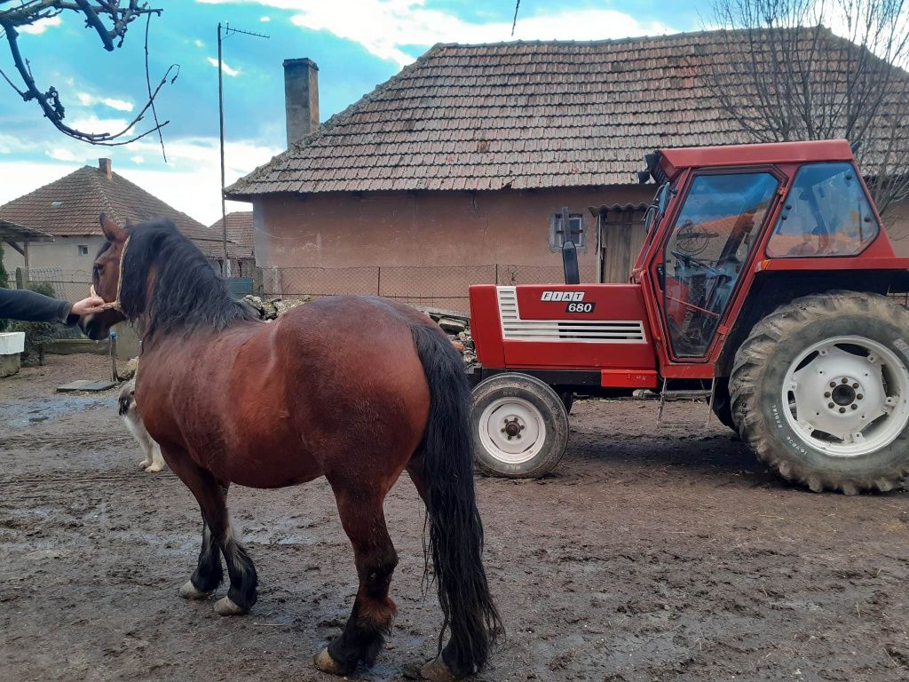 Vand cal bun si bland.