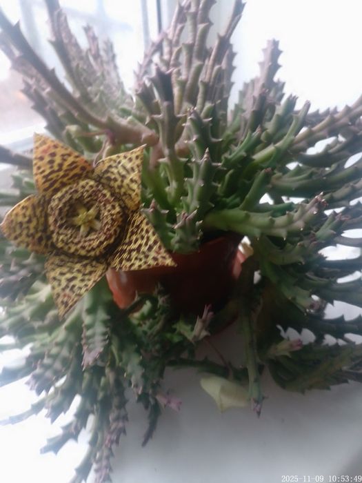 Стапелия пёстрая.