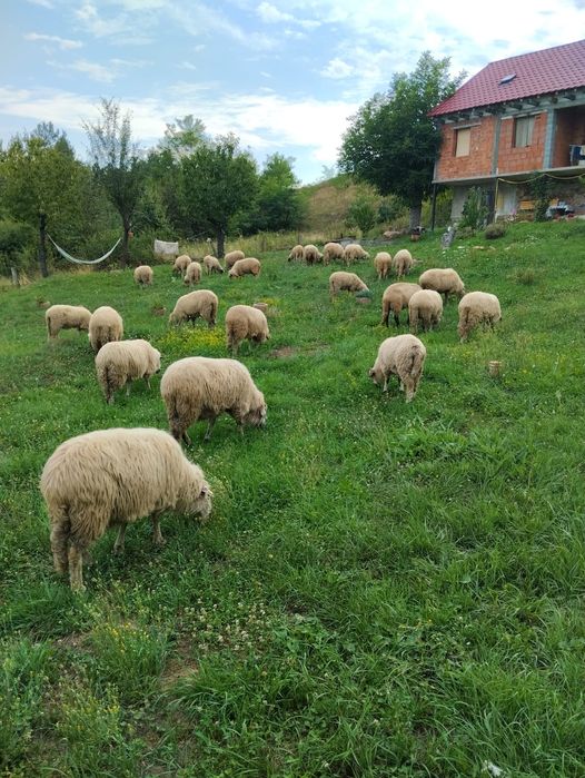 Vând oi.         .