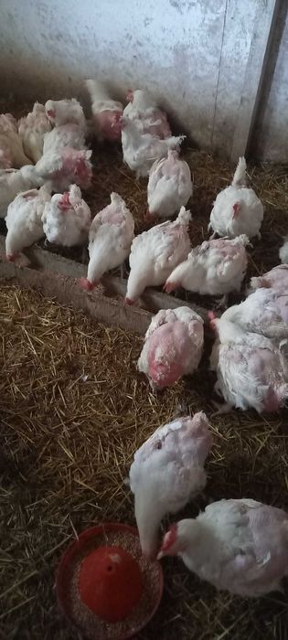 Vând găini albe de carne și ouă