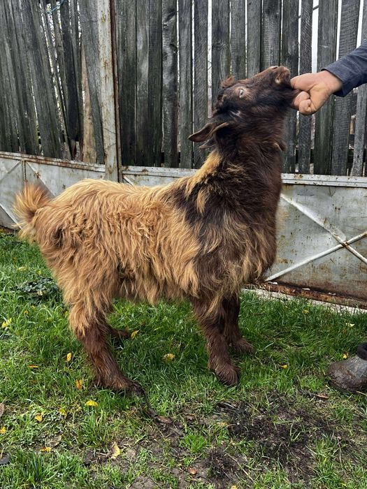 Vând țapi și o capra stearpa