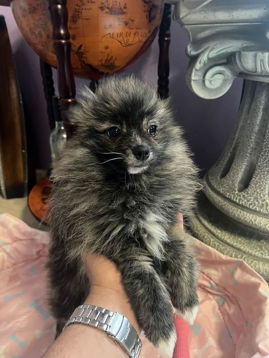 Мини померан, 3-месечно сладко момиченце