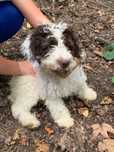 Caine de trufe Lagotto dresat, antrenat