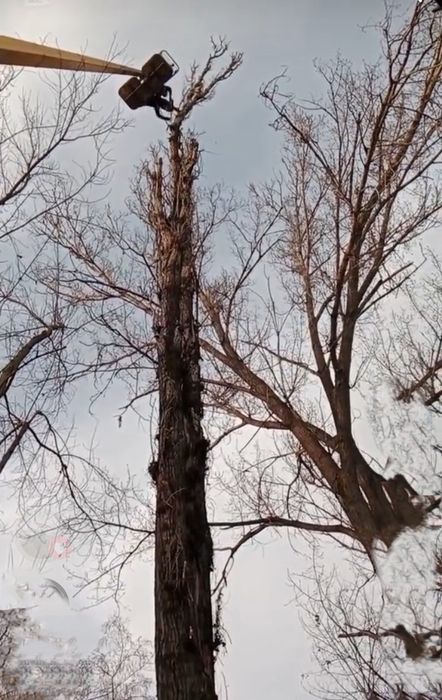 Спил аварийных деревьев!