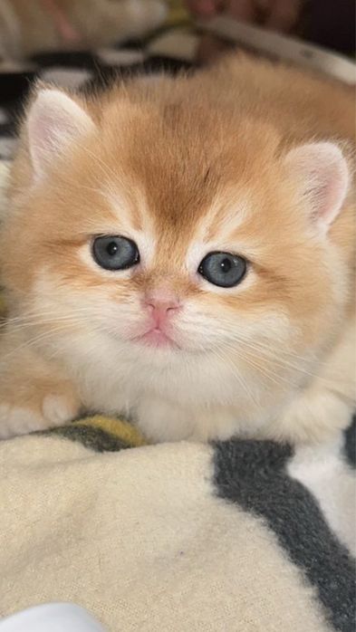 Котята Британские Короткошерстные золотая Шиншилла