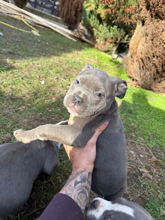 Американско були