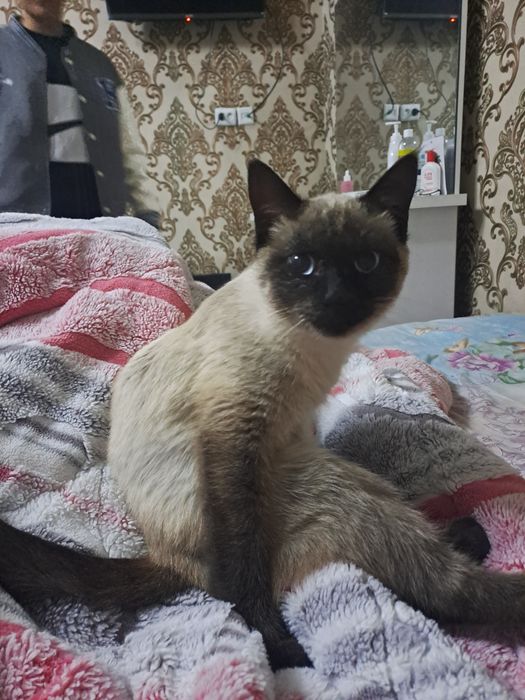 Эркак мушук сеамски парода