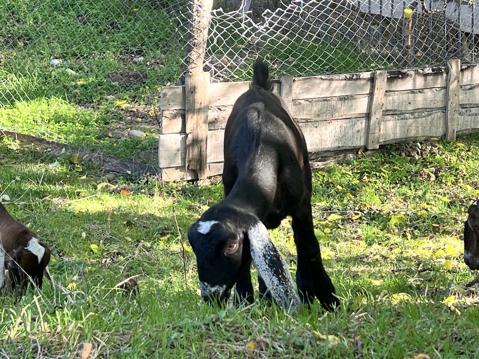 Iede anglonubian din parinti cu pedigree capra