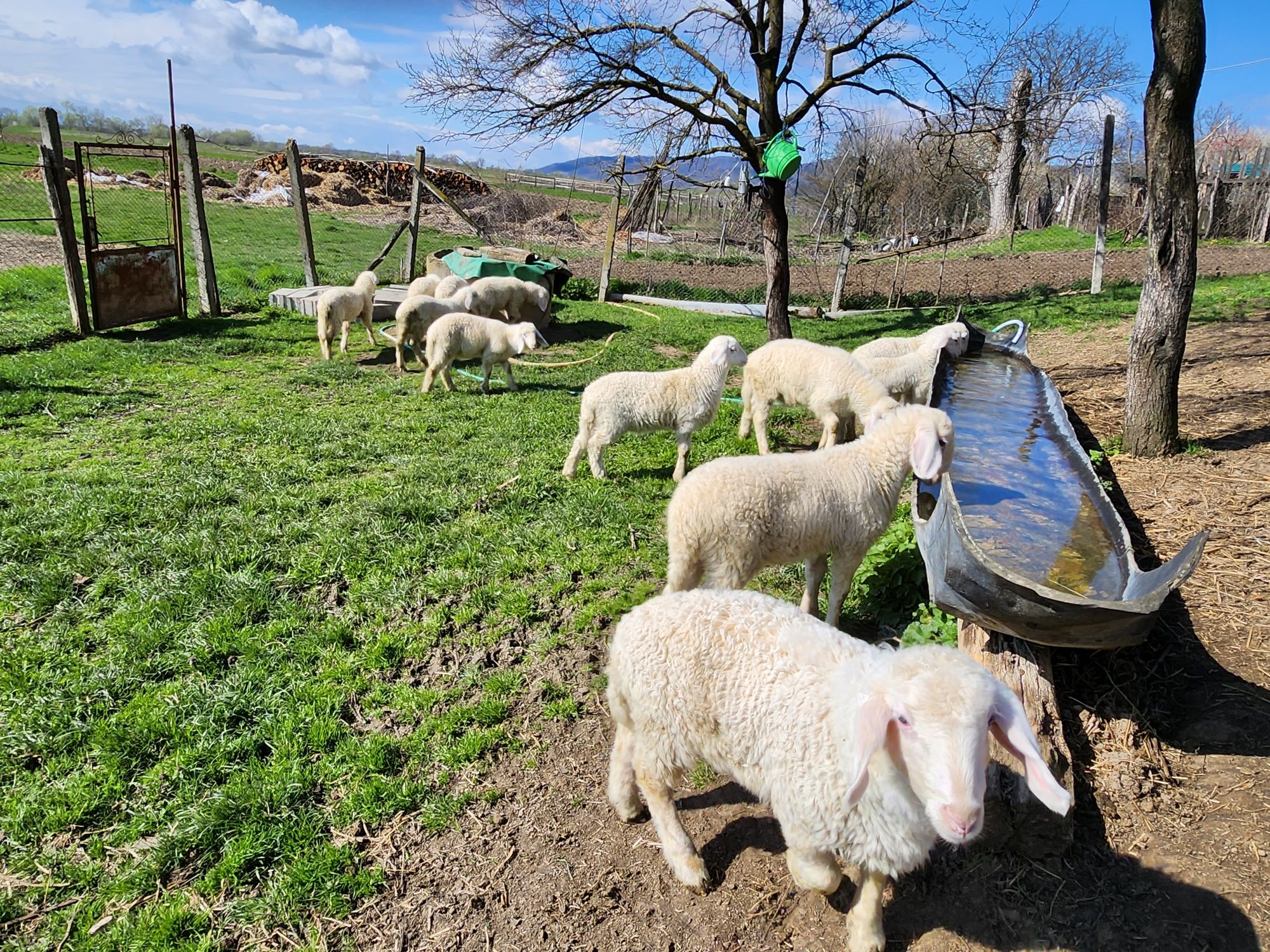 Mieluți de vânzare