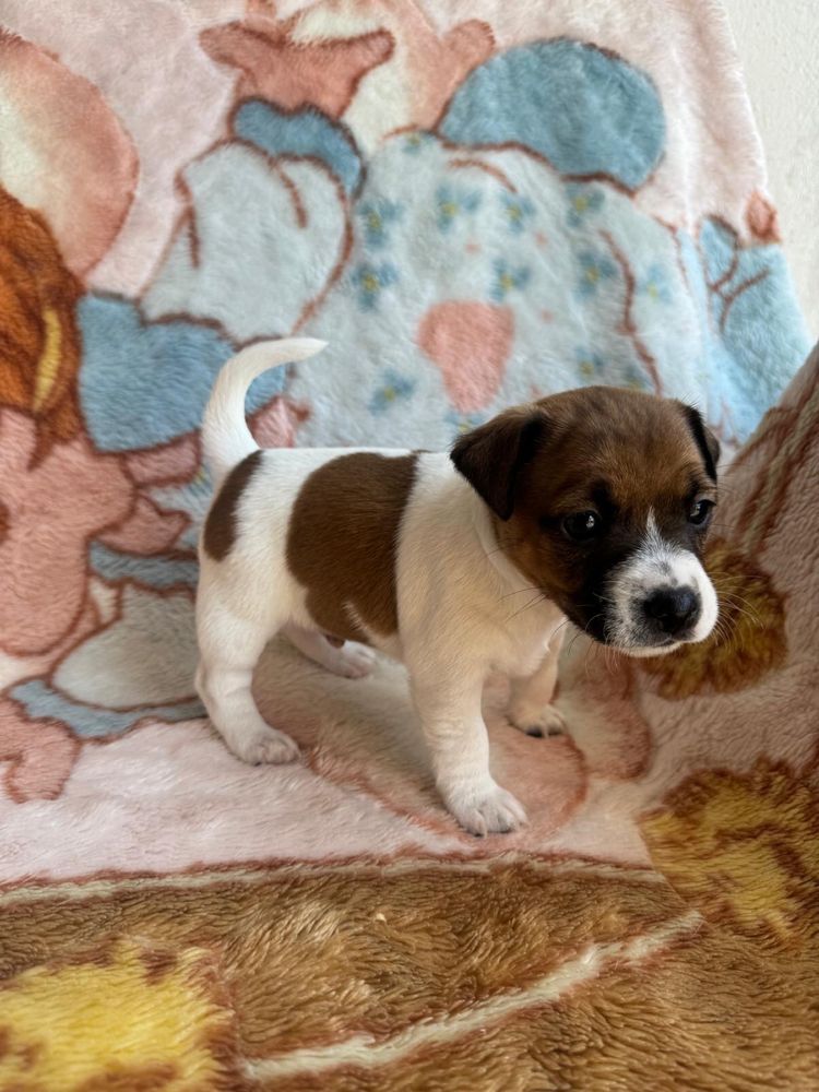 Jack Russell Terrier