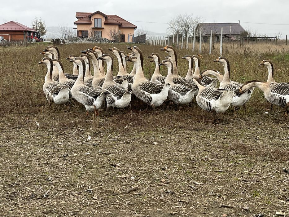 Vând Gâște Africane !!!