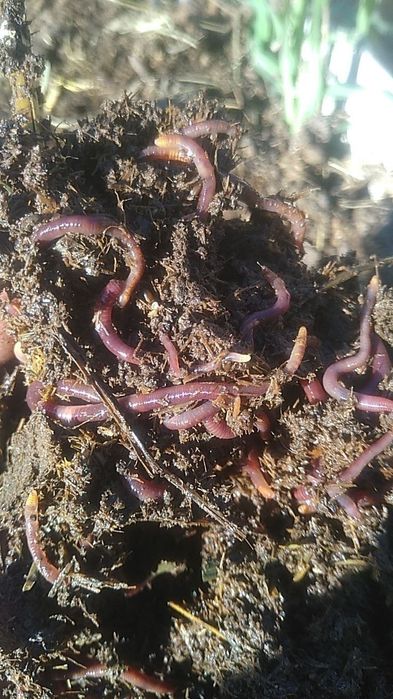 Биогумус оптом 45.000 сум