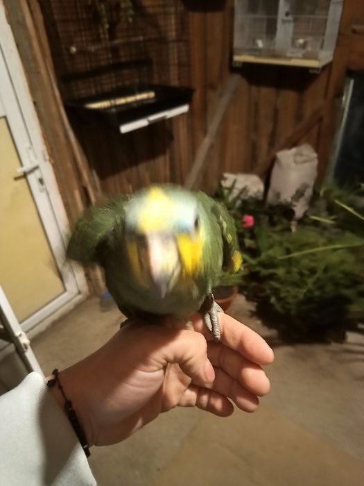 Pui blând Amazon cu fruntea albastra