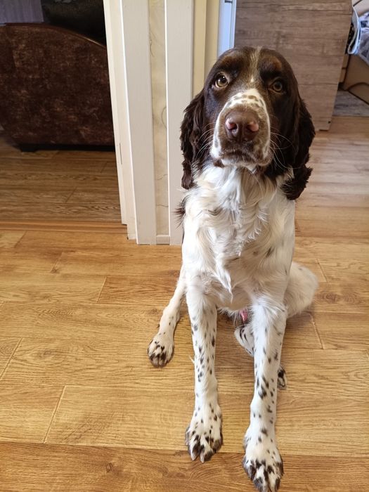 Вязка кобеля английский спрингер спаниель