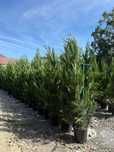 Plante ornamentale leylandii spirale maslin palmier orice specie