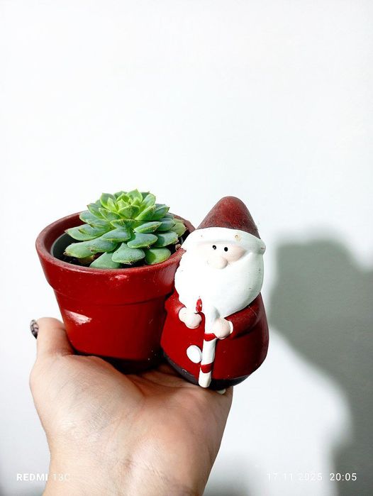 Кактусы суккуленты новогодние подарки