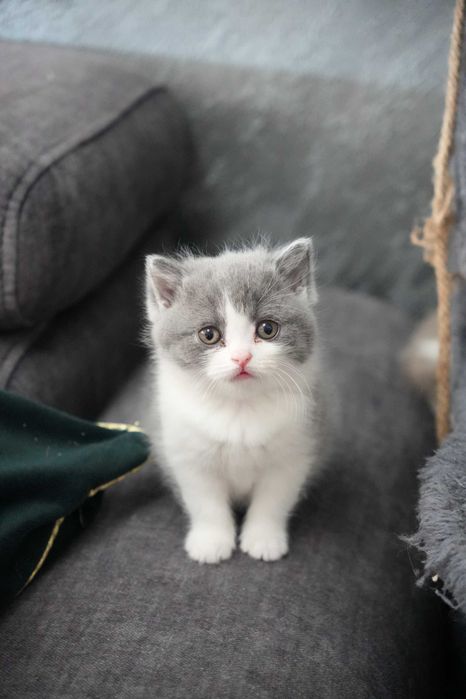 Британска късокосместа