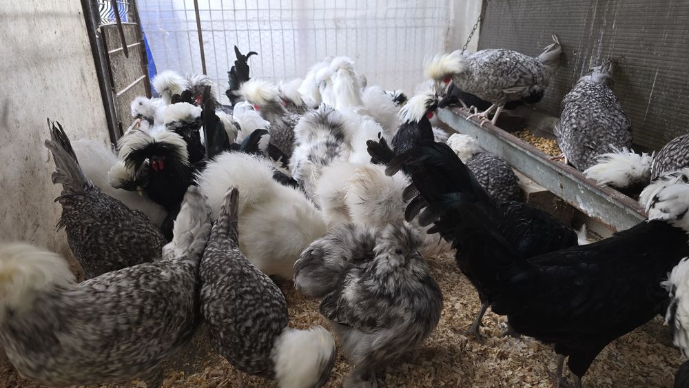 Oua incubatie păsări de Rasă