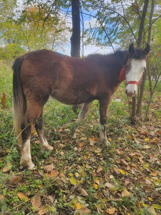 De vânzare cal castrat  și mânză