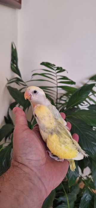 Vând agapornis blânzi