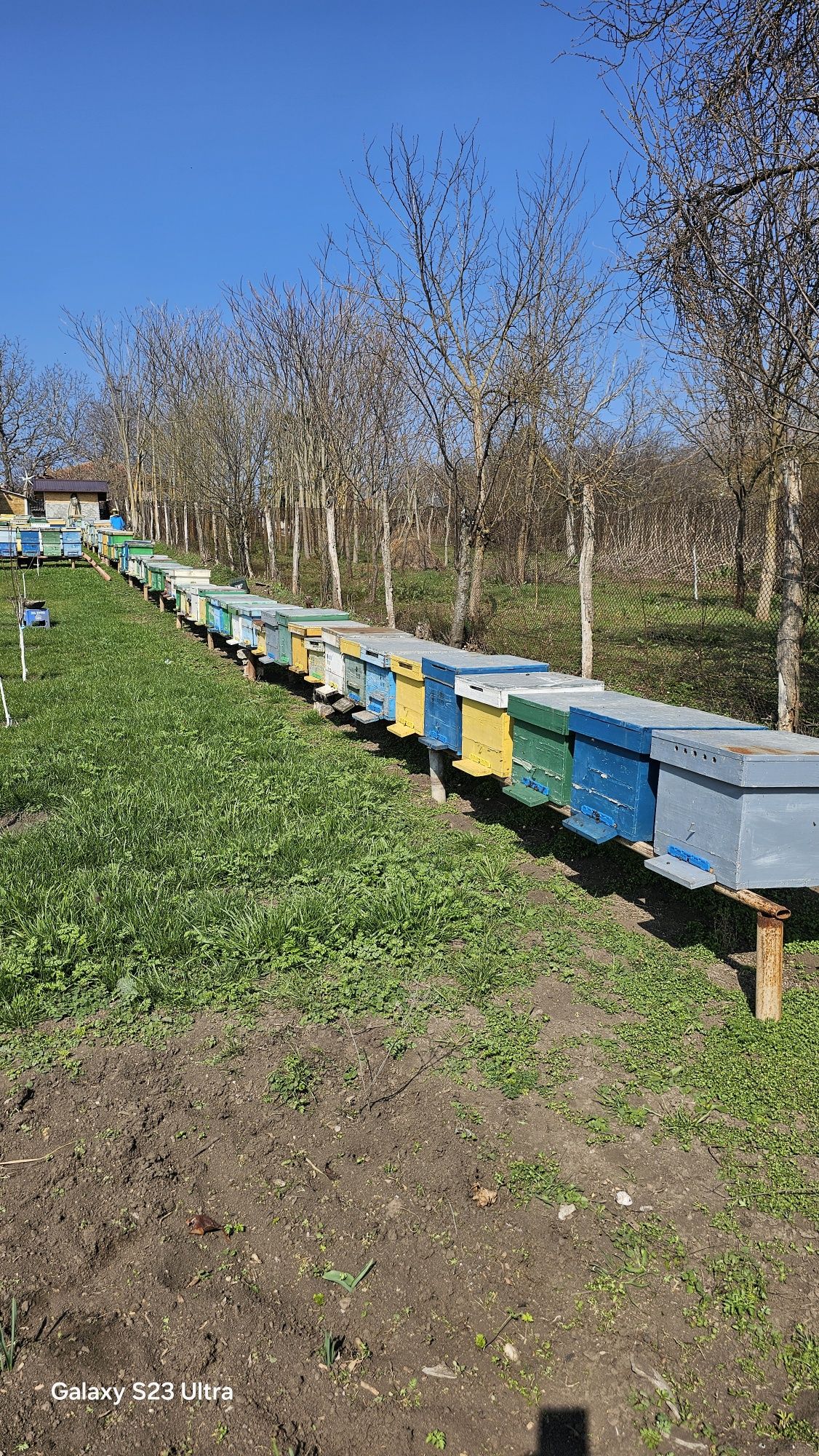 Vând Roiuri de albine an 2023