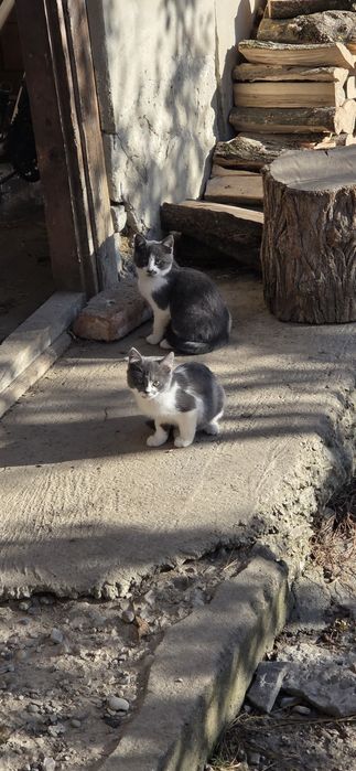 Pisici tinere frumoase