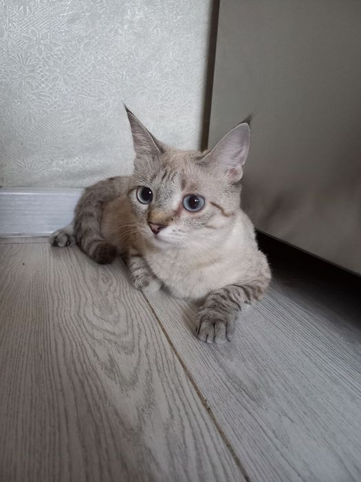 Отдам кошка и кота в хорошие руки