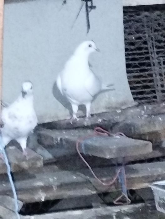 Jucători de birmingham