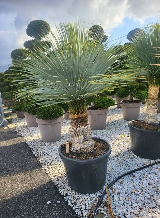Leleandy tuia smarald catalpa spirale pon pon magnolia pon pon Bonsai