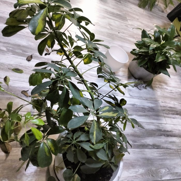 Продам цветы срочно в связи с переездом